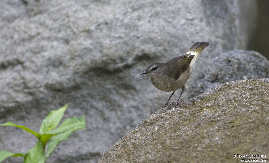 Buff-rumped Warbler