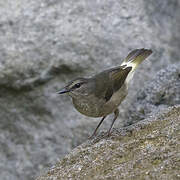 Buff-rumped Warbler