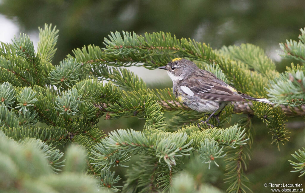 Myrtle Warbler male adult transition, identification