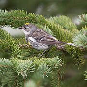 Myrtle Warbler