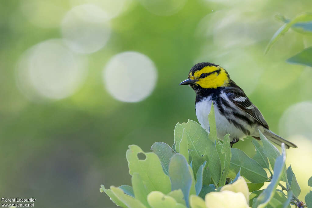 Golden-cheeked Warbler male adult breeding, close-up portrait