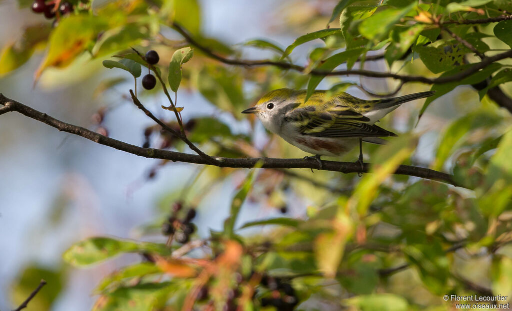 Chestnut-sided Warbler