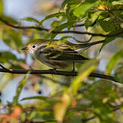 Chestnut-sided Warbler