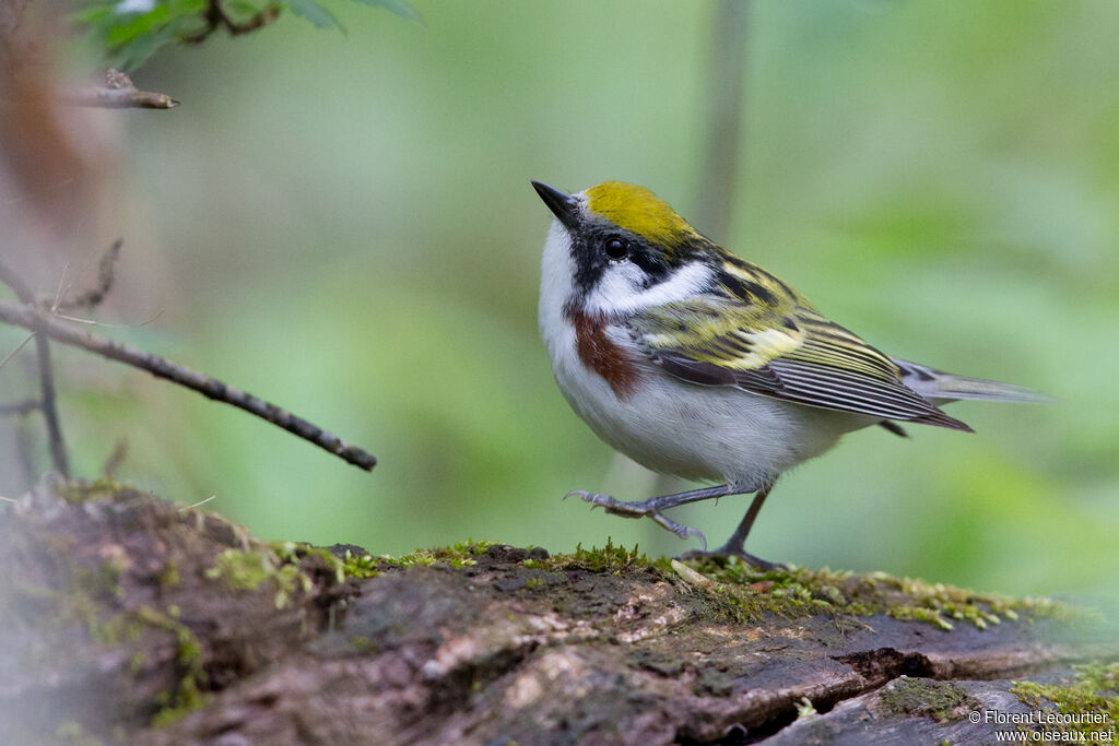 Chestnut-sided Warbleradult, identification