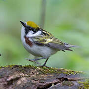 Chestnut-sided Warbler