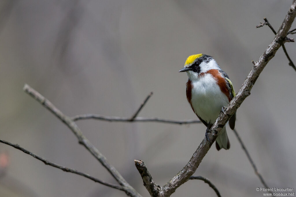 Chestnut-sided Warbler