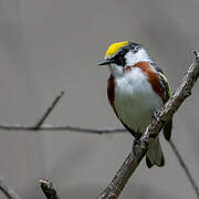 Chestnut-sided Warbler