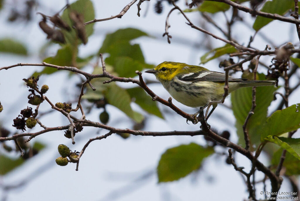 Black-throated Green Warbler