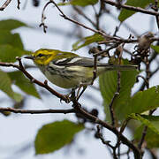 Black-throated Green Warbler