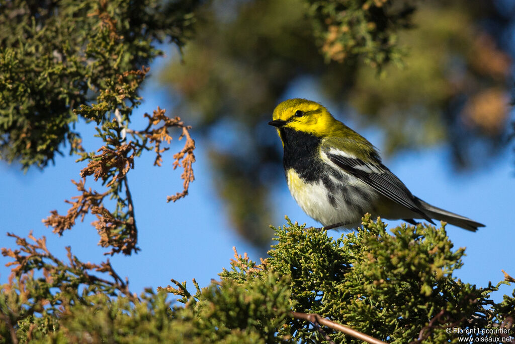 Black-throated Green Warbler