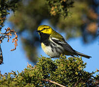 Black-throated Green Warbler