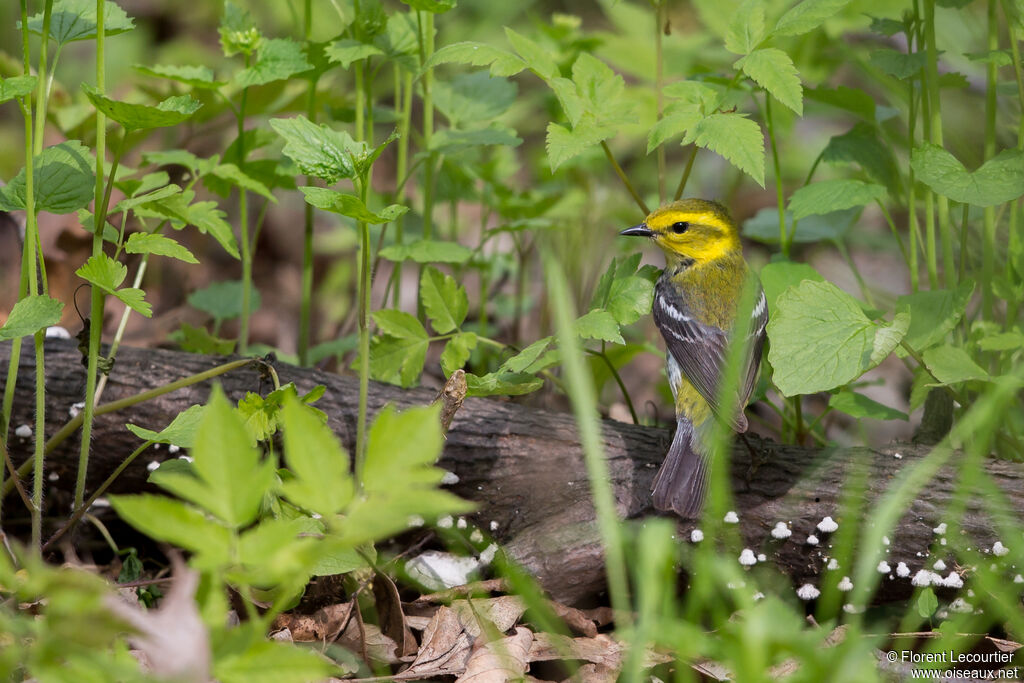 Black-throated Green Warbler