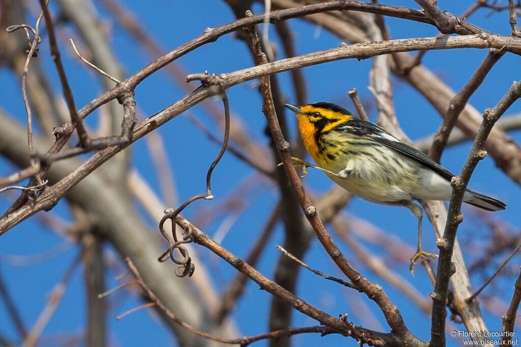 Blackburnian Warbler