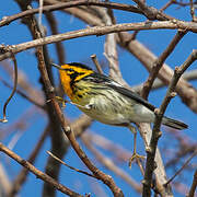 Blackburnian Warbler