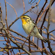 Blackburnian Warbler