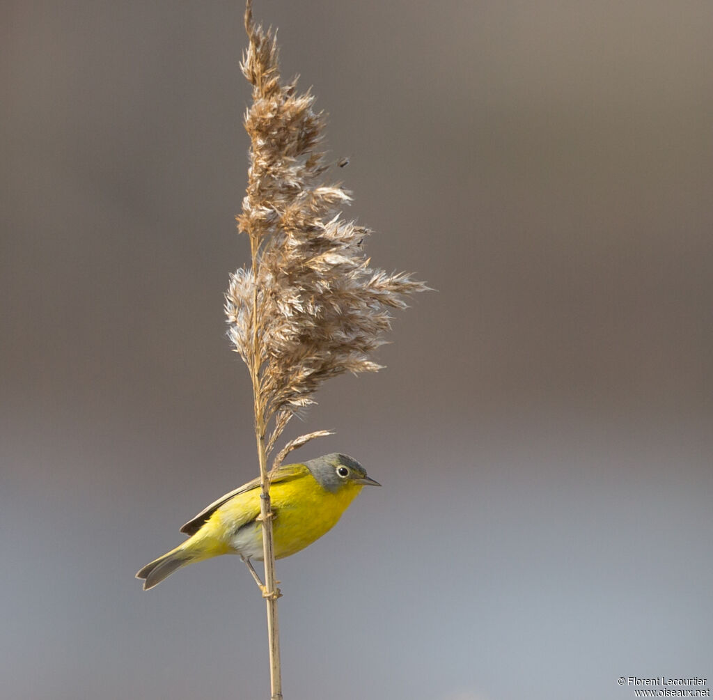 Paruline à joues grises