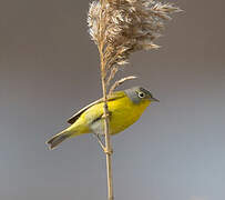 Nashville Warbler