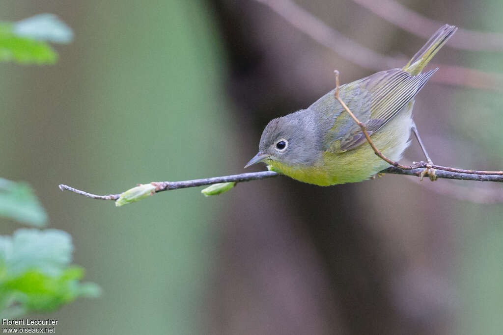 Paruline à joues grises femelle adulte, identification