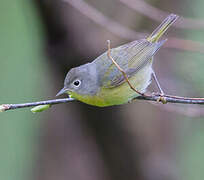 Nashville Warbler