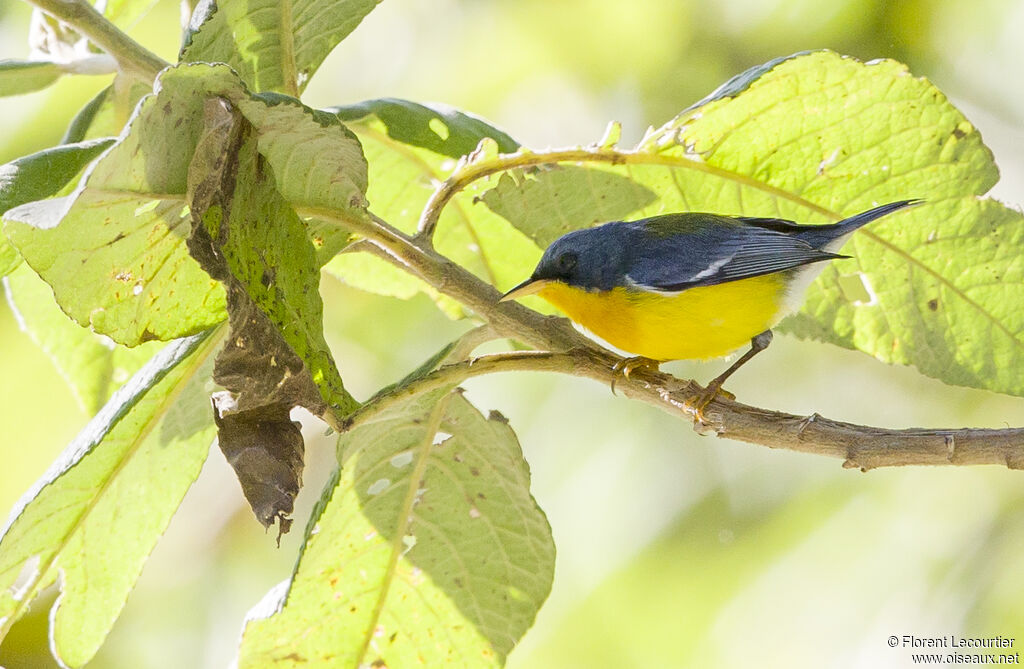 Tropical Parula