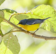 Tropical Parula