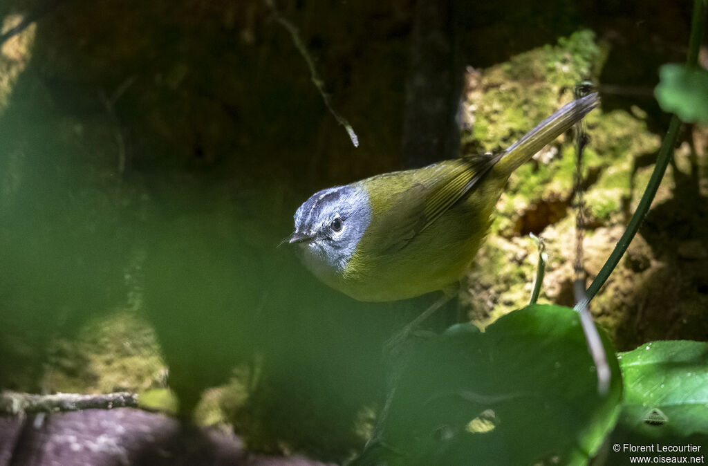 Paruline à lores blancs