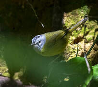 White-lored Warbler