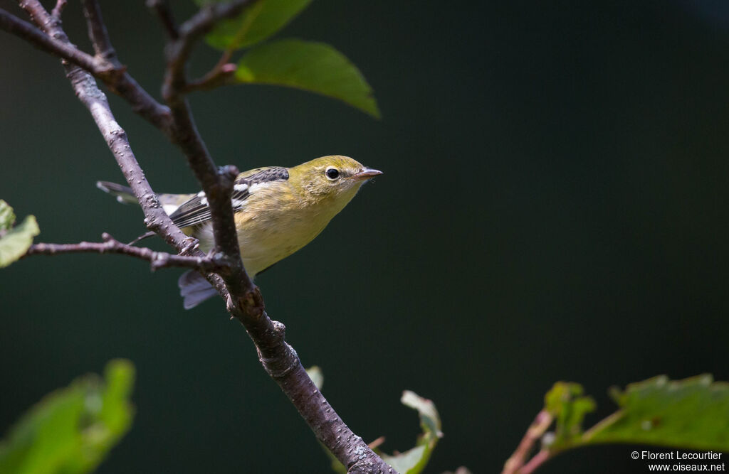 Bay-breasted Warblerjuvenile