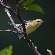 Bay-breasted Warbler