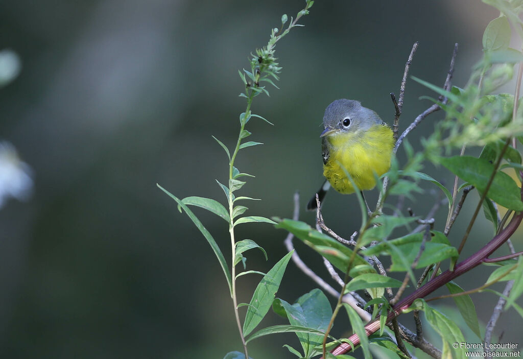 Magnolia Warbler