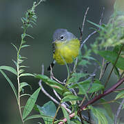 Magnolia Warbler