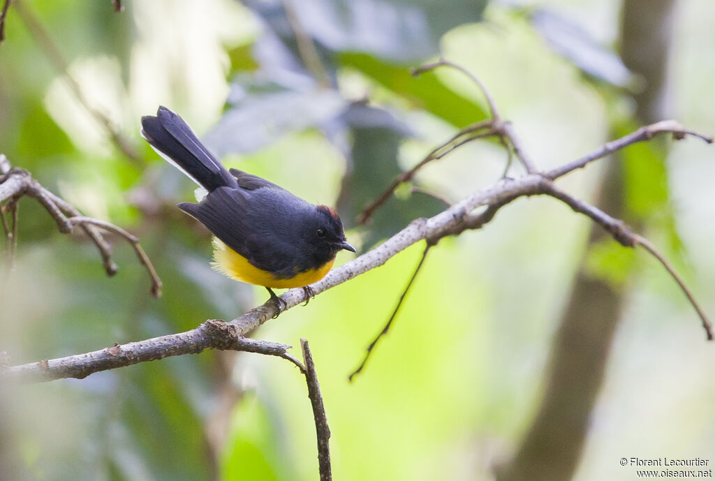 Slate-throated Whitestart