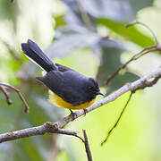 Slate-throated Whitestart