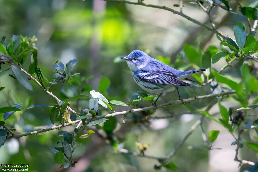 Cerulean Warbler male adult, identification