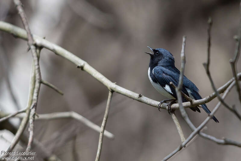 Paruline bleue mâle adulte, chant