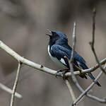 Paruline bleue