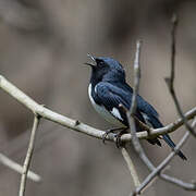 Black-throated Blue Warbler