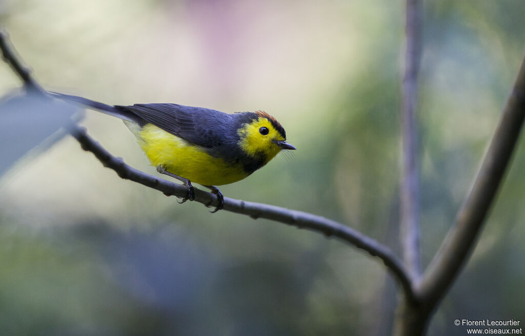 Collared Whitestart