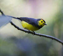 Collared Whitestart