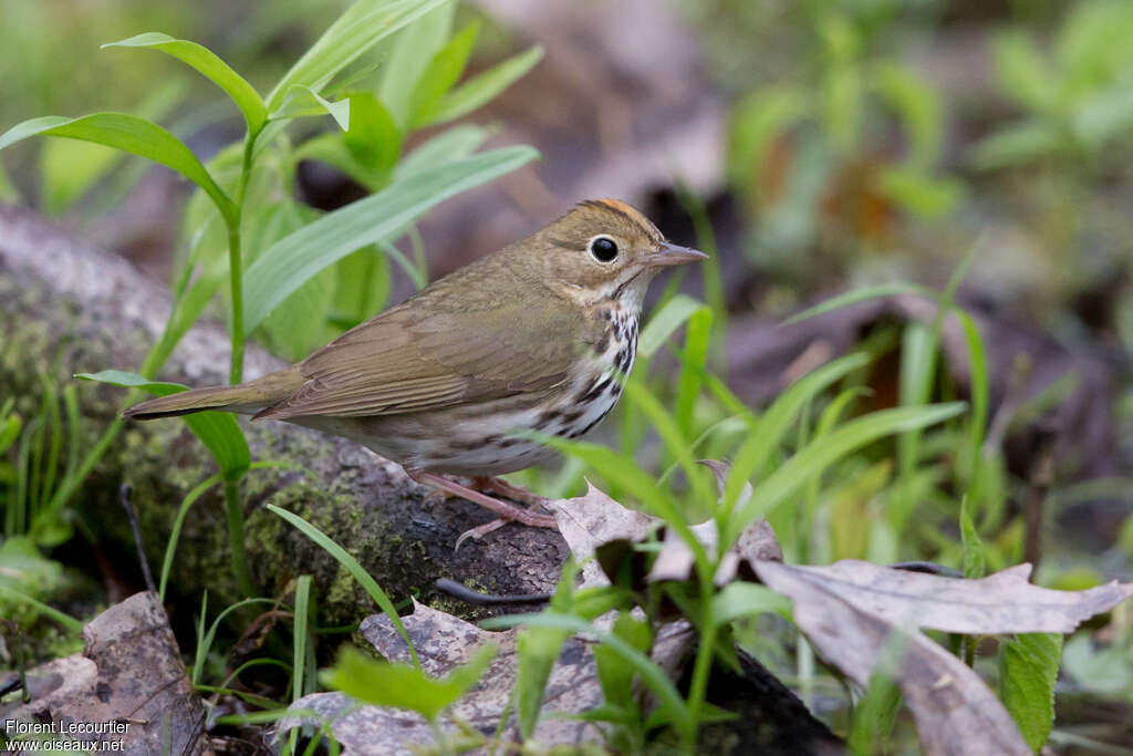 Ovenbirdadult breeding, identification