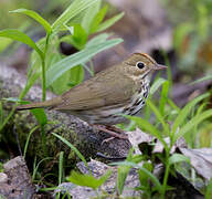 Ovenbird