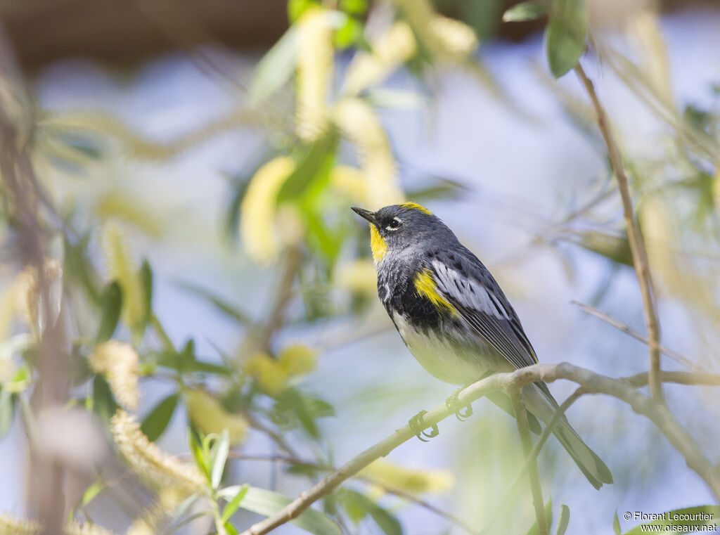 Paruline d'Audubon