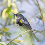 Audubon's Warbler