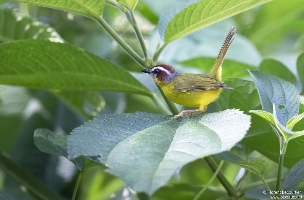 Paruline de Delattre