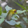 Paruline des mangroves