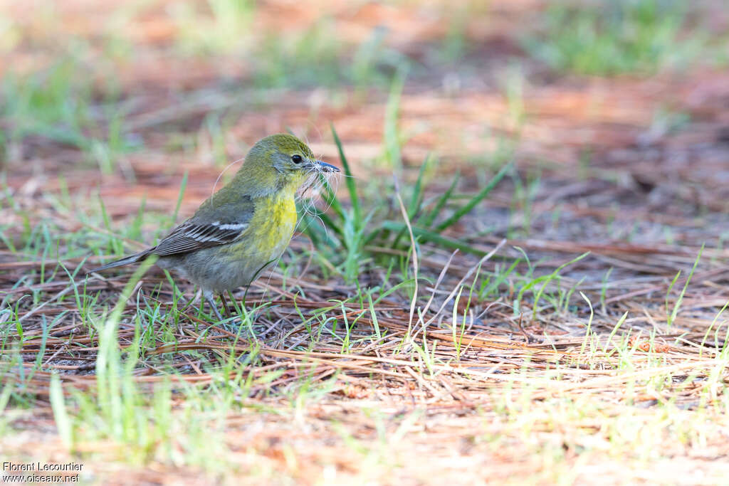 Pine Warbler female adult breeding, identification