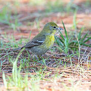 Paruline des pins