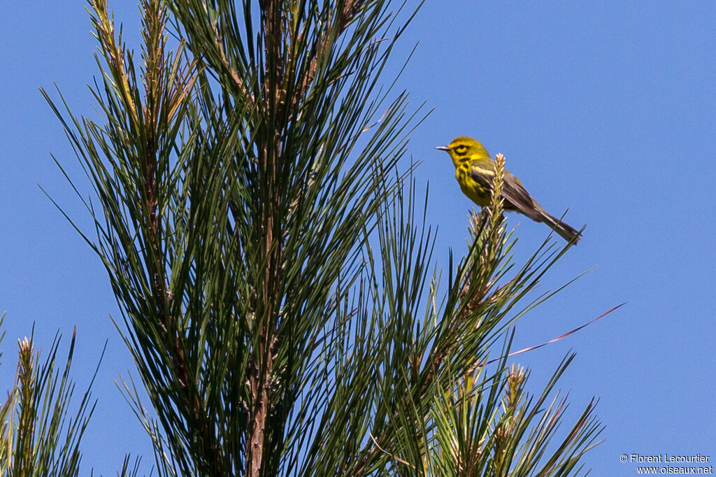 Prairie Warbler male adult breeding