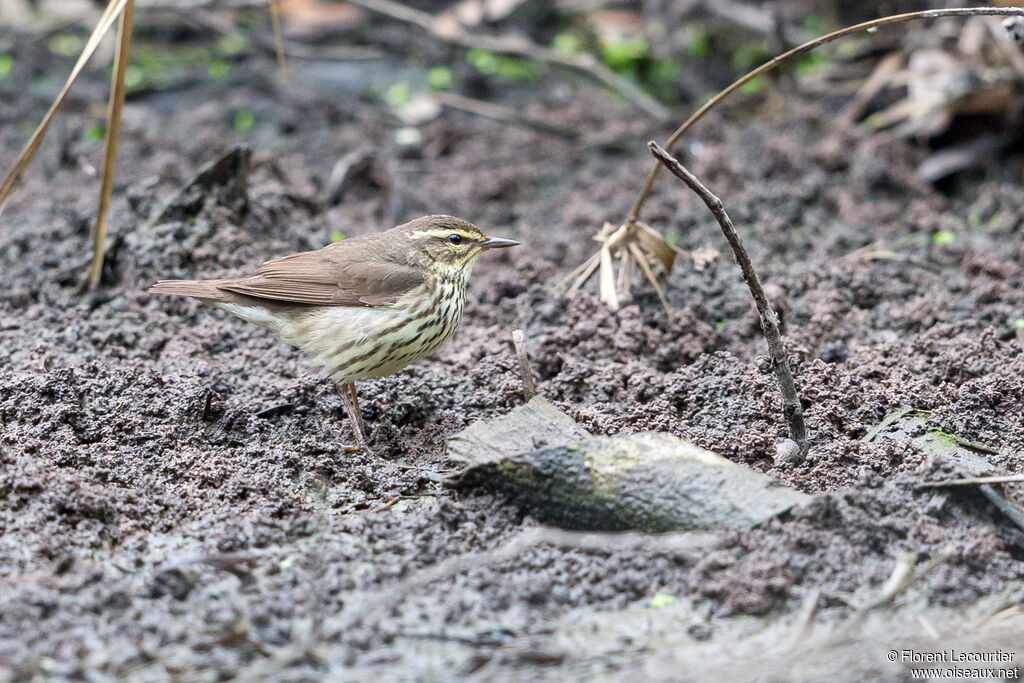 Northern Waterthrush