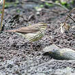 Paruline des ruisseaux